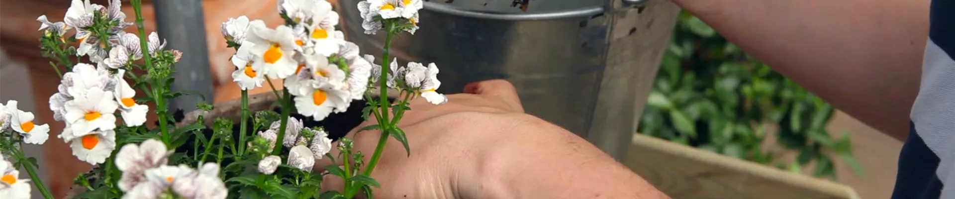 Elfenspiegel - Einpflanzen in ein Gefäß (thumbnail) Elfenspiegel - Einpflanzen in ein Gefäß (thumbnail)